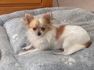 Chihuahua hündin - Ibbenbüren