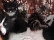 Main Coon Mix Babykatzen,Kitten - Dahlem (Rheinland-Pfalz)