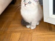 BKH Britisch Kurzhaar Kitten - Dortmund