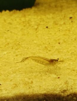 Sulawesi-Inlandsgarnele (Caridina pareparensis parvidentata) - Marsberg