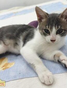 Danny Kleiner Abenteurer mit Herz - Bad Camberg