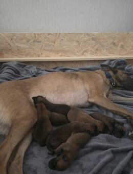 Malinois Welpen - Hagen (Stadt der FernUniversität)