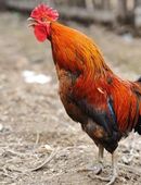 Hahn abzugeben in 93437 Furth im Wald in 93437