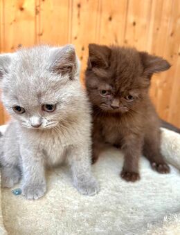 BKH Kitten, reinrassig und zutraulich - Wiesbaden Mitte