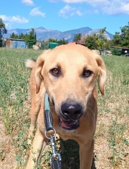 PETROS - sehnt sich nach Geborgenheit - Aerzen