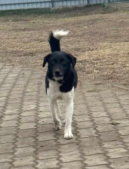 Domino hätte gerne eine Chance - Nordwalde