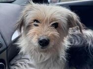 Yorki-Mix Hündin Lilly sucht ihr Zuhause - Großefehn