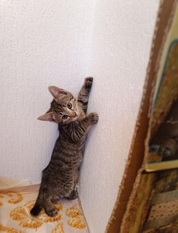 Katzen Baby - Schefflenz