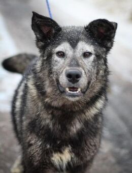 lieber Familienhund Olle in SH - Augsburg