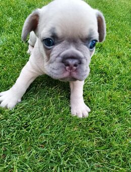 Französische Bulldoggen - Rosendahl