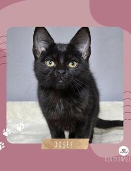 Kater Josef möchte Deine Welt erobern - Lalendorf