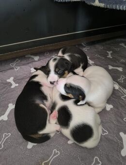 Parson Jack Russell Welpen - Groß Kreutz (Havel)