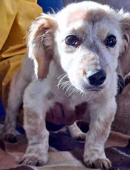 Freya kleinbleibendes Hundekind - Koblenz