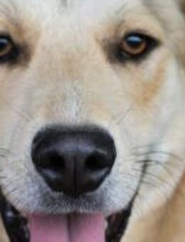 Maxi - Der Gute-Laune-Bär 🐾 - Elsdorf (Nordrhein-Westfalen)