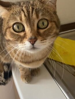 Mauzie und Momo suchen liebevolles zu Hause - Manching