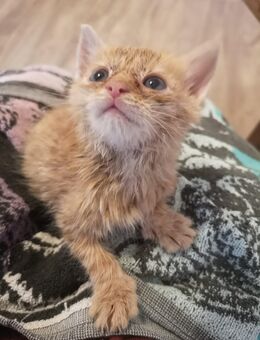 Katzenbabys, Kitten - Torgau