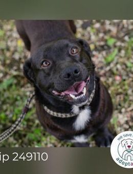 Chip 249110: Sucht ein Zuhause - Kirchzell