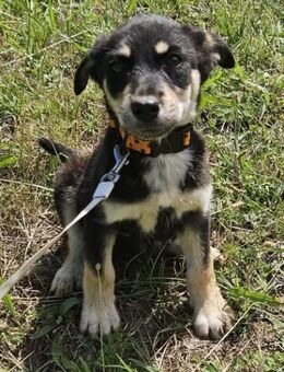 Josie, kleiner Welpe sucht neues Zuhause - Unterföhring