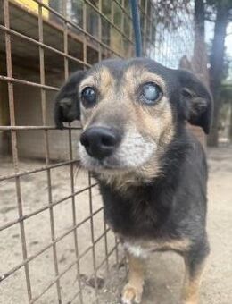 Bobika - wartet seit 11 Jahren - Köln