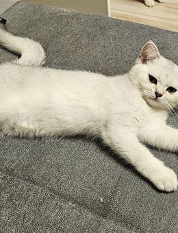 3 Jungs BKH Kitten - Spelle