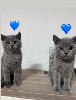 Britisch Kurzhaar Kitten 2 Kater & 1 Katze - Herford (Hansestadt)