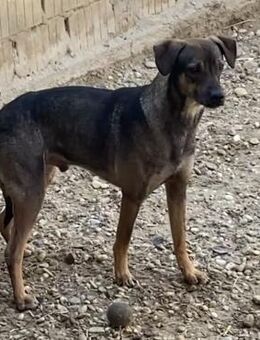 JAD - ÖFFNET SICH LANGSAM - Nörten-Hardenberg