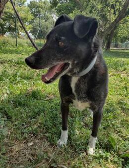 Tarko - gibt es ein Zuhauhause für ihn? - Alfeld (Leine)