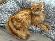 Handicap Kater Leonardo - Grevenbroich