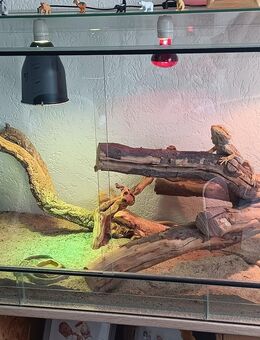 Bartagame - Oelsnitz (Erzgebirge)