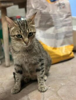 Tigermädchen Flia sucht ihre Familie - Margetshöchheim