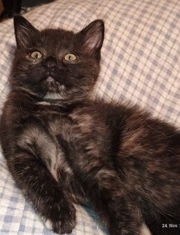 Drollige Maine-Coon-BKH Mischlingskitten suchen bald neuen Wirkungskreis! - Werdau