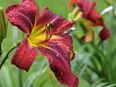Taglilie - Hemerocallis -Boitzer Mad Max in 44801
