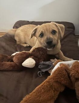 Vorhang auf und Bühne frei für Henry 🪄 - Freilassing