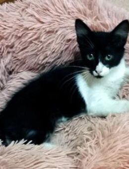 Junges, offenes Katzenmädchen Carmelita - Karlsruhe