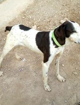 Lola besondere Hündin Alb - Ludwigshafen (Rhein)