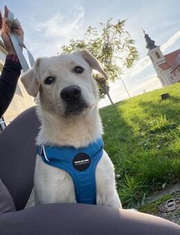 Labrador Mix Welpe Spike - Ellerbek