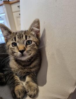 Bkh / Maincoon Mix Kater kurzhaarig Abgabebereit - Wanderup