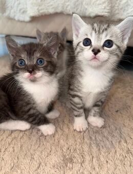 Baby Katze/Kitten grau getigert - Swisttal