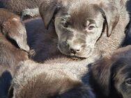 Labrador Mix - Bleicherode