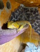 Bartagame mit Terrarium in 50189