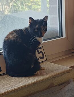 Einzigartige, eher kleine Glückskatze (mehrfarbig) ❤️❤️❤️ - Südlohn