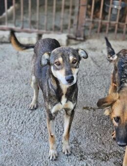 Ellen - sanfte Hundedame (I) - Ludwigshafen (Rhein)