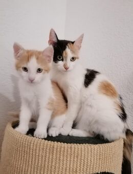 Katzenbabys Ekh, Kitten, Kater, Rot, Schnurrer - Gelnhausen