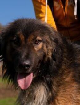 Asil Der edle Gentlemen aus der Türkei - Eixen