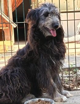 Pisci sucht endlich ihre Familie - Olsberg