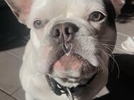 Französische Bulldogge - Bremen