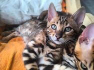 Einzigartige reinrassige Bengalkitten mit Stammbaum - Memmingen