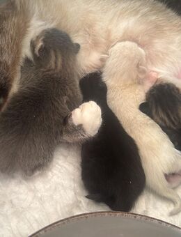 BKH-Siam Mix Kitten suchen liebevolles Zuhause🐾 - Neumünster