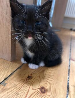 Wunderschöne Kitten - Hamburg