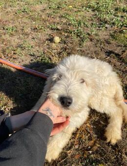 Fluffy, bildhübscher Mischligswelpe - Remagen